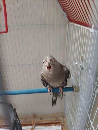 Hand Tamed Cockatiel and Charcoal Female