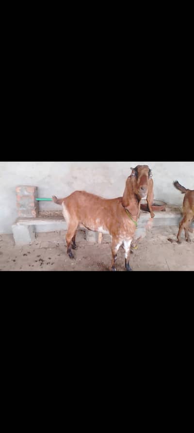 Goat for sale