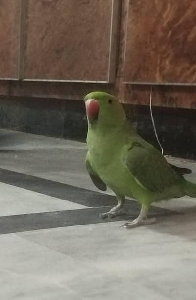 Green Ringneck along with cage