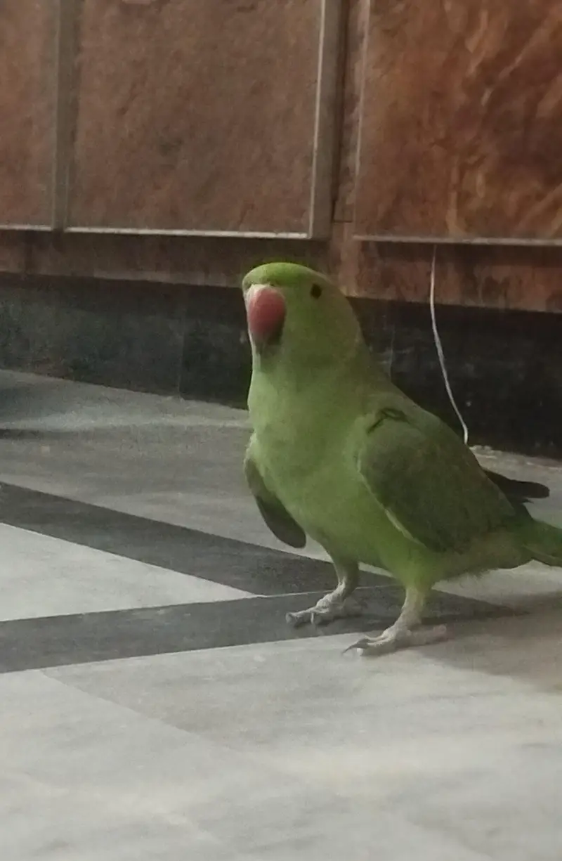Green Ringneck along with cage