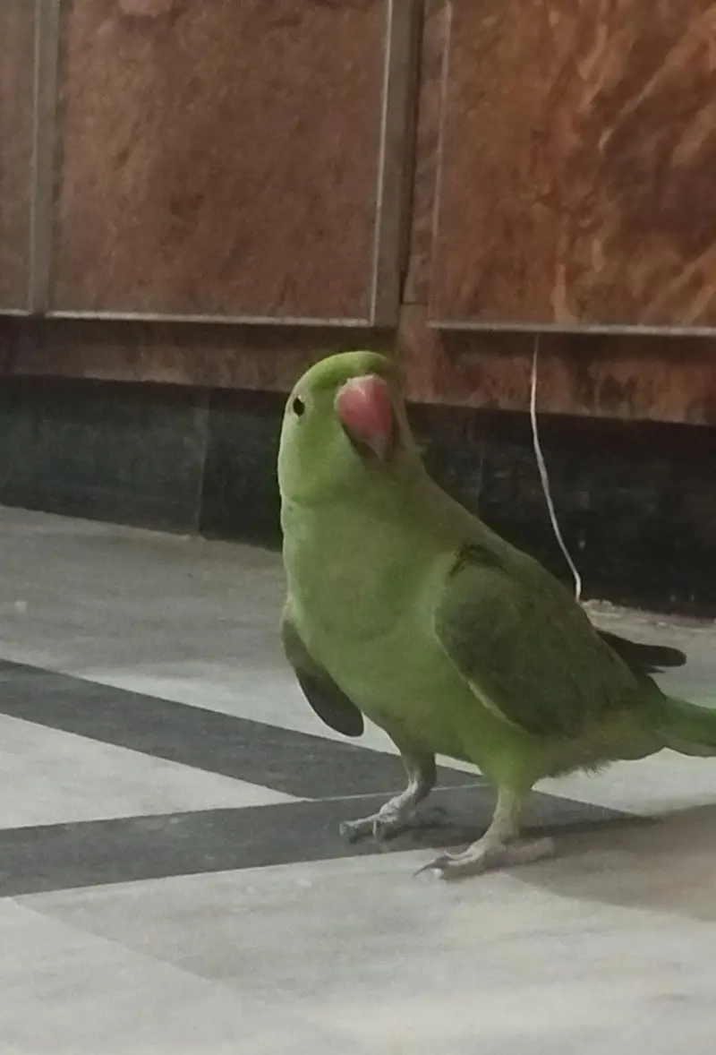 Green Ringneck along with cage — photo 2