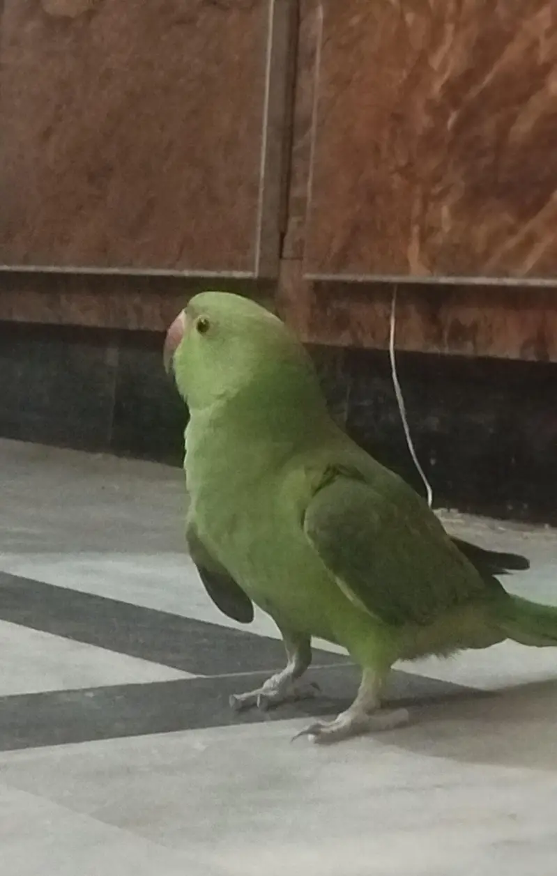 Green Ringneck along with cage — photo 3