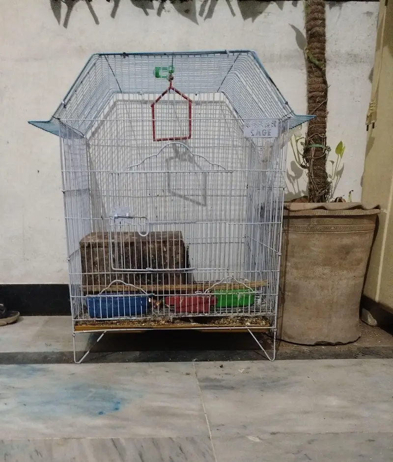 Green Ringneck along with cage — photo 4