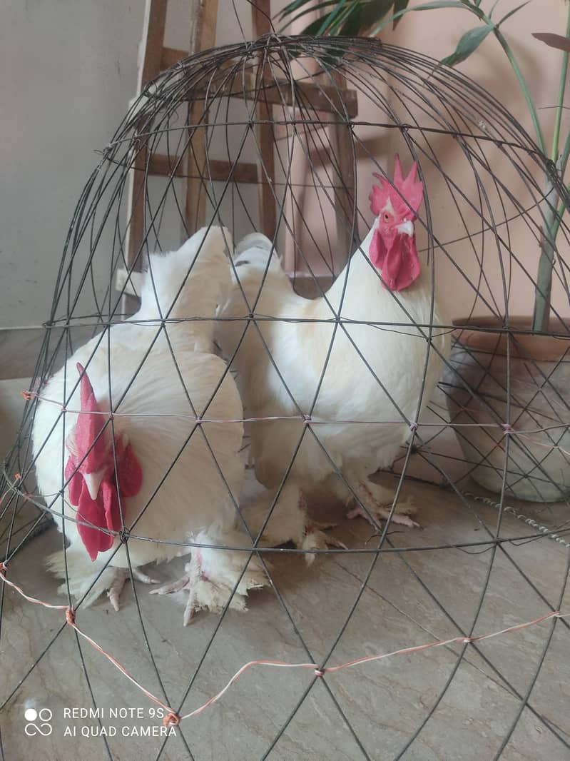 2 buff murghay available 4