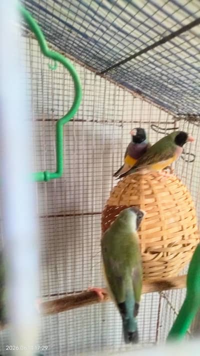 finches for sale