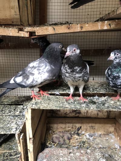 One pair & single Male