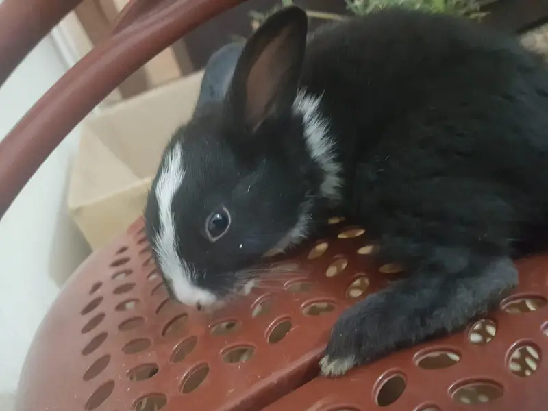 Rabbits Available