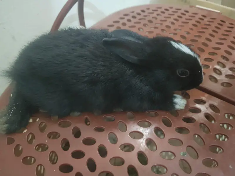Rabbits Available — photo 2