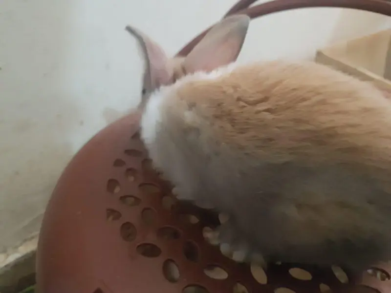 Rabbits Available — photo 3