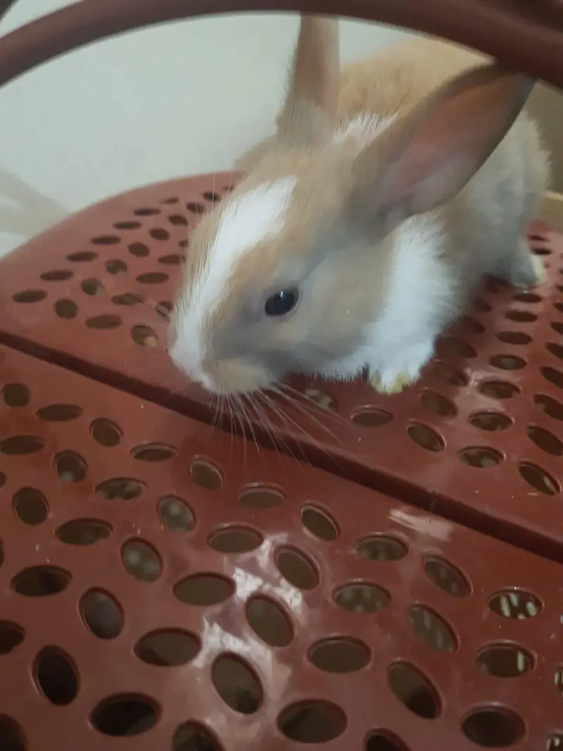 Rabbits Available — photo 4