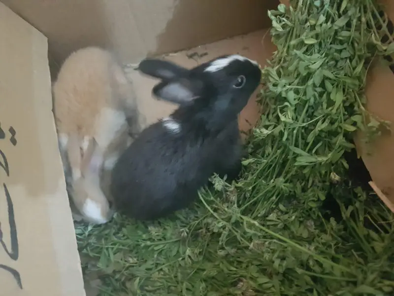 Rabbits Available — photo 5