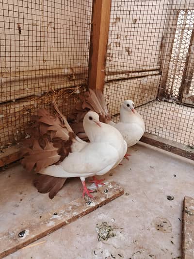 red tail Lakka / laka kaboter English fantail pigeon phatta pair