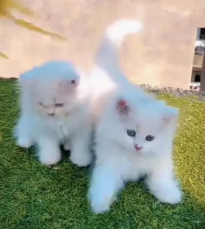 Persian female kitten for sale 0370_3660452 Whatsapp number