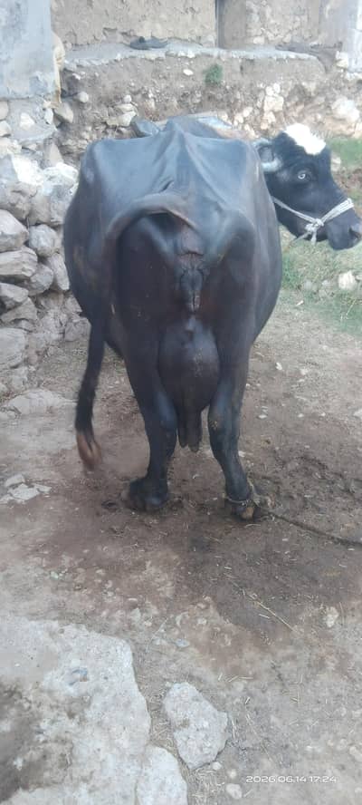 Buffello 4th time with male baby