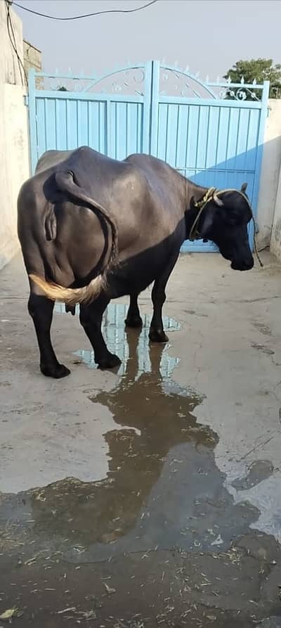 Pure nieli ravi