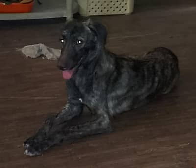 its dutch shepherd dog.