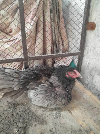 Desi Aseel