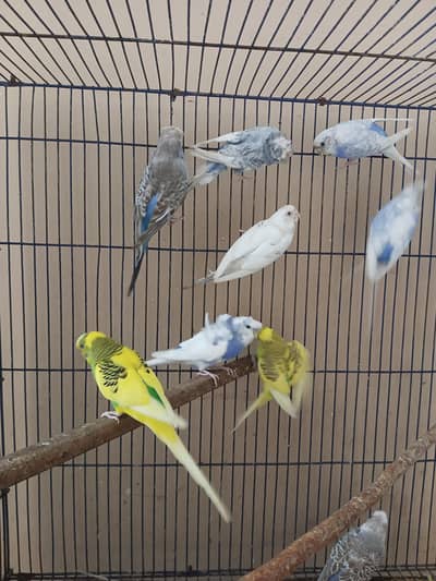 breeder Pairs Ringneck 03218371184
