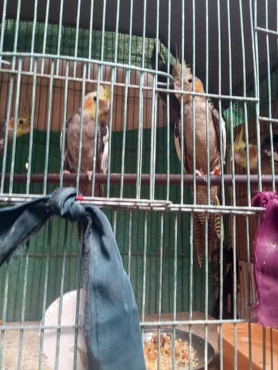 Cockatiel pair