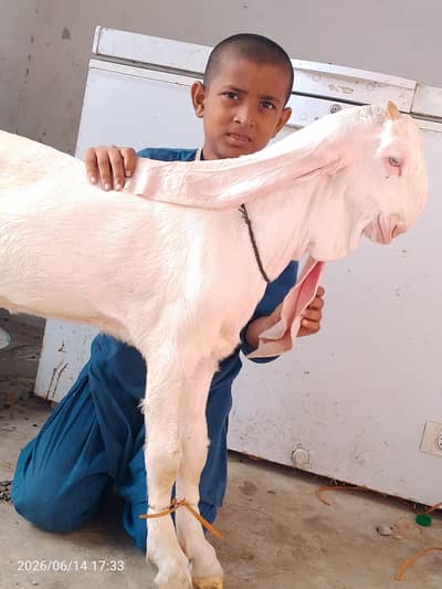 gulabi
