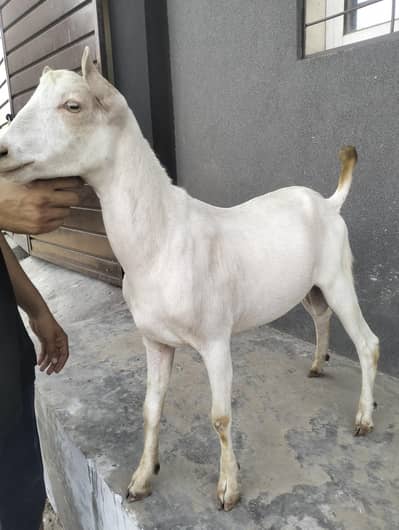 Barbary male for sale