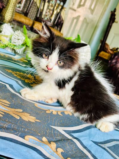 Cat baby