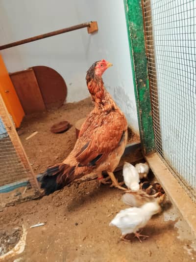 Assel hens with chicks