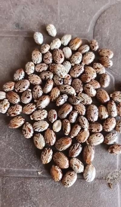 caster seed