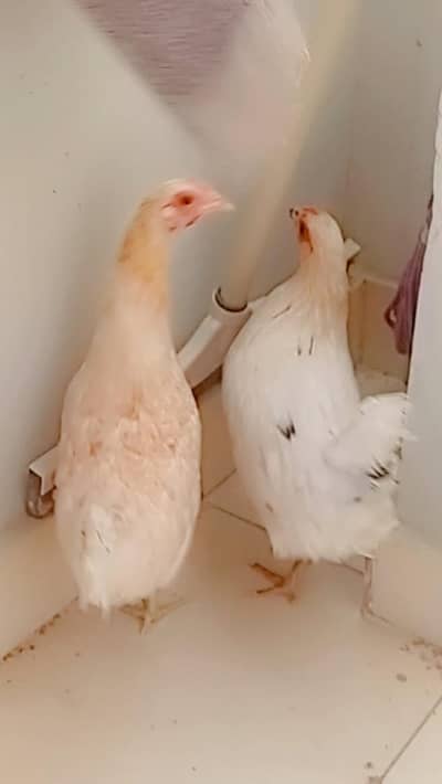 active hens