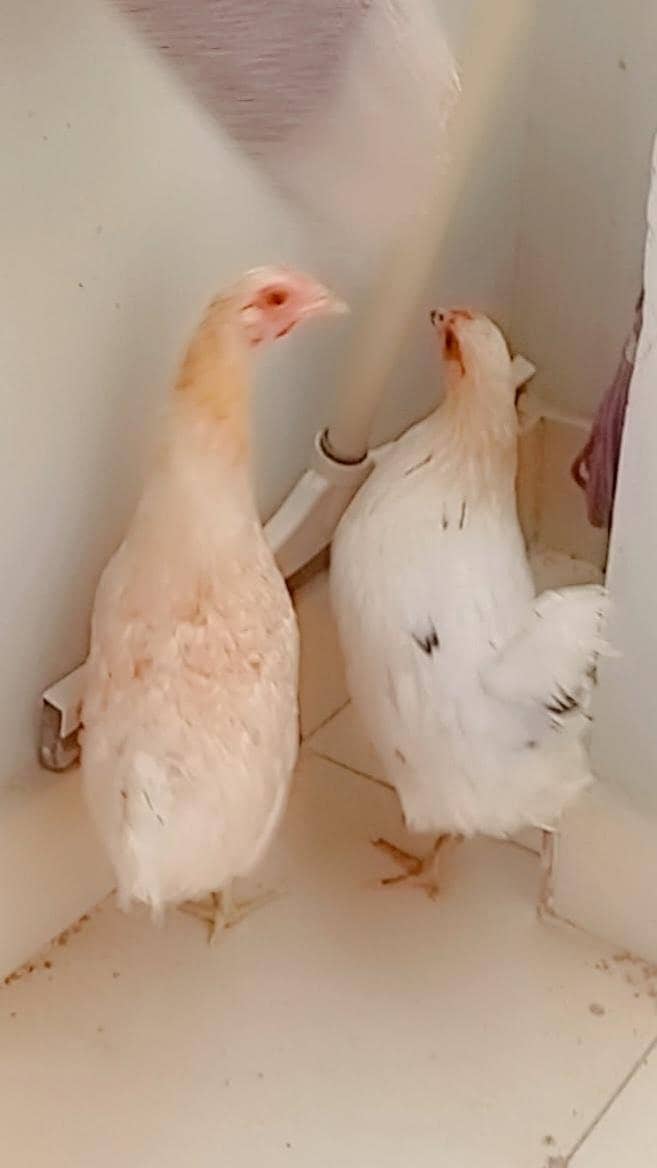 active hens 0