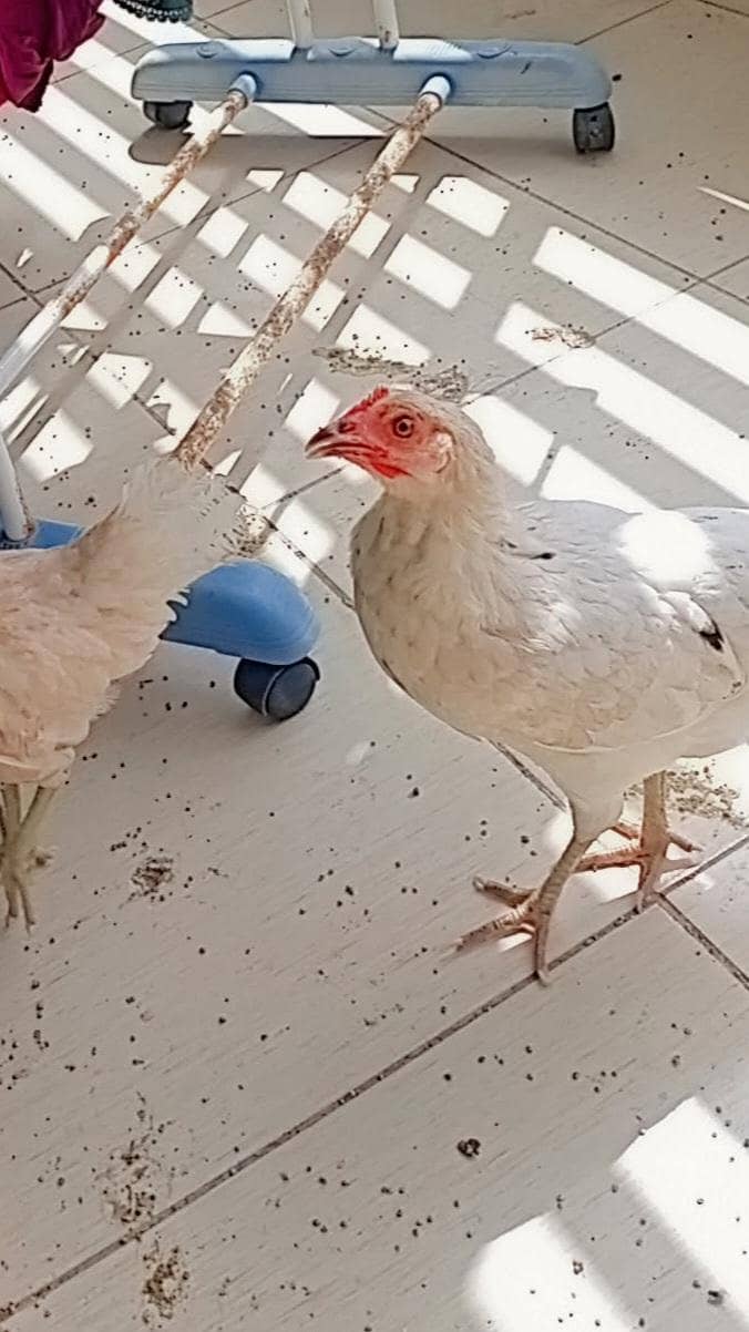 active hens 1