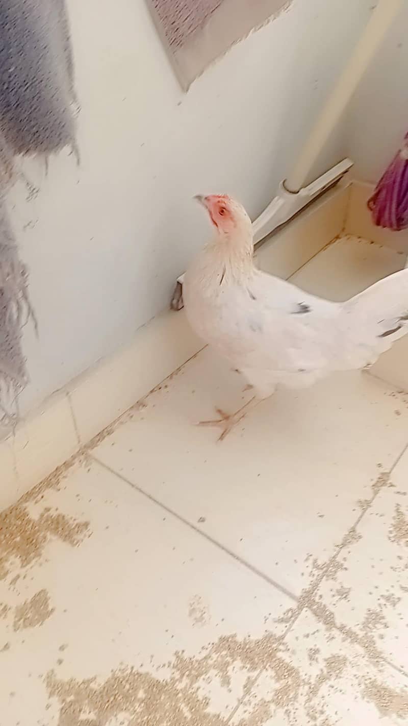active hens 2