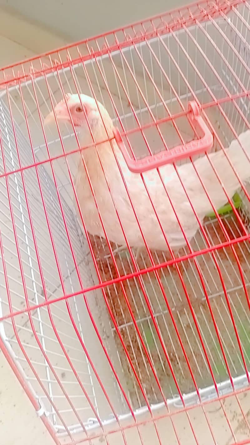 active hens 3