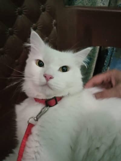 Persian Female Cat