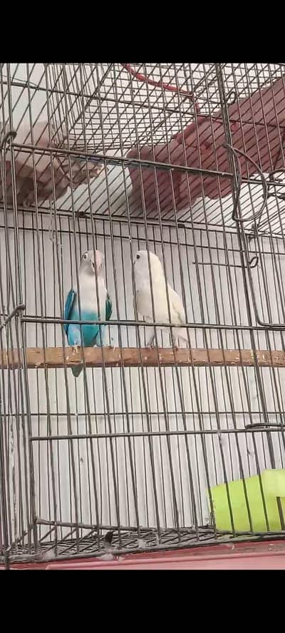 love birds breeder pair for sale ha