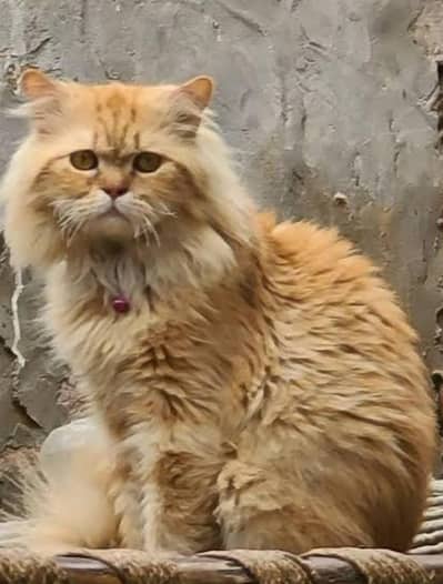 Persian Female Cat