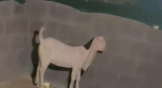 bakra for sale