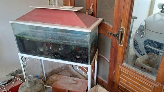 Fish Aquarium