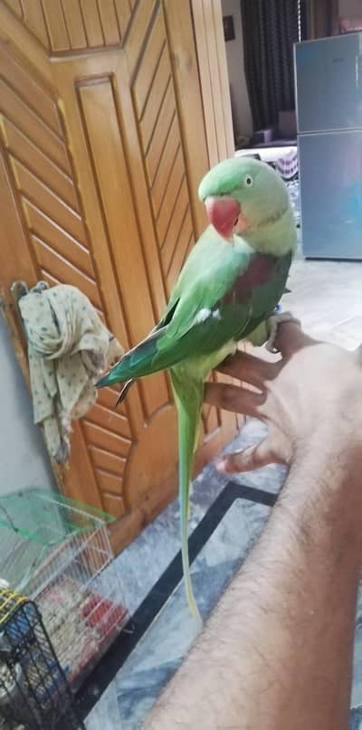 tame, talkative, Kashmiri Raw Female