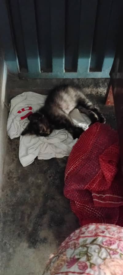 persian cat for sale detail in pic