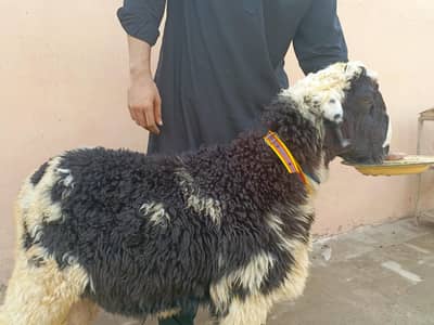 Abluck Ghulabi Mundra For Sale