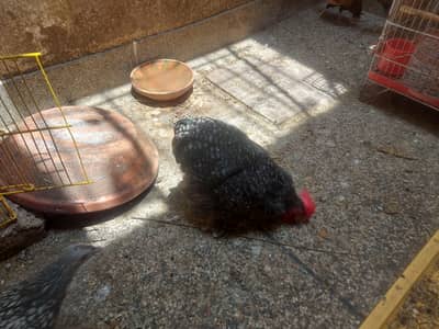bentem piars for sale