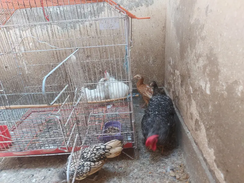 bentem piars for sale — photo 3