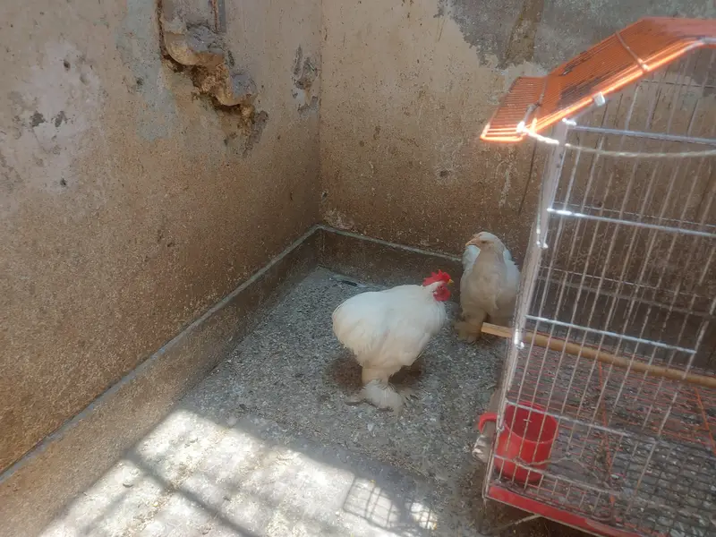 bentem piars for sale — photo 4