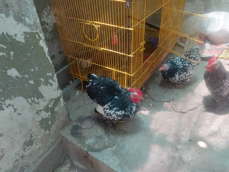 bentem piars for sale — photo 5