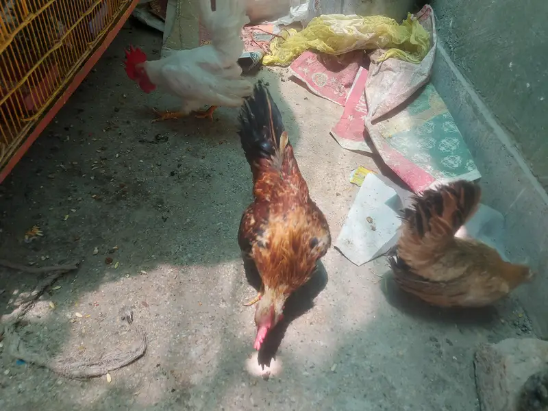bentem piars for sale — photo 6