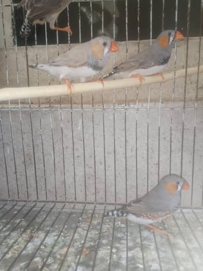 Zebra Finch