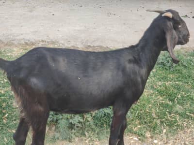 Bakri For Sale | Goat For Sale | Gaban Bakri For Sale