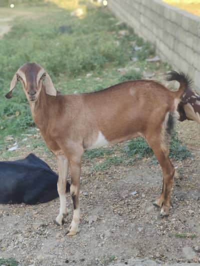 Bakri For Sale | Goat For Sale | Gaban Bakri For Sale