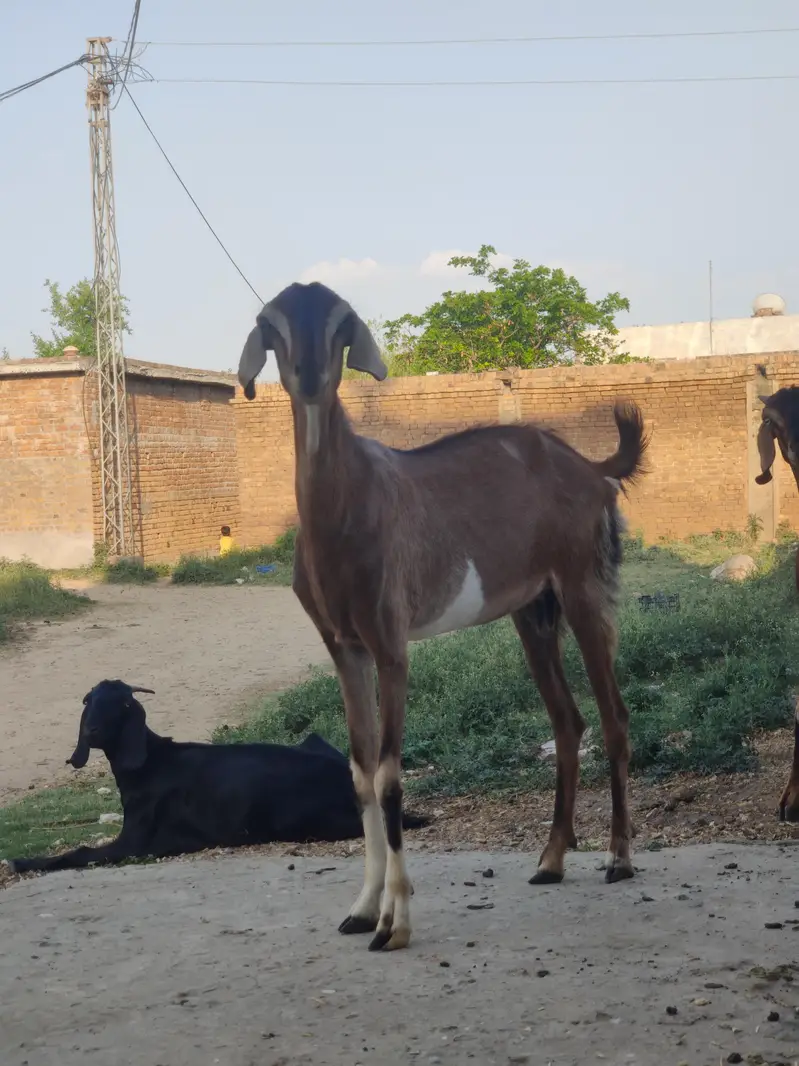Bakri For Sale | Goat For Sale | Gaban Bakri For Sale — photo 2